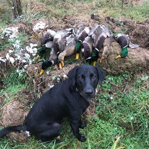 Meet your Posher, Will